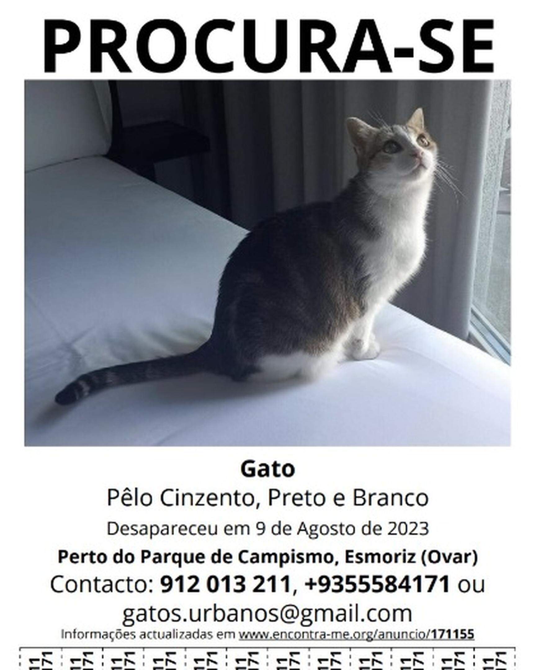 Memes acessíveis - Descrição: na foto de cima, um gato branco