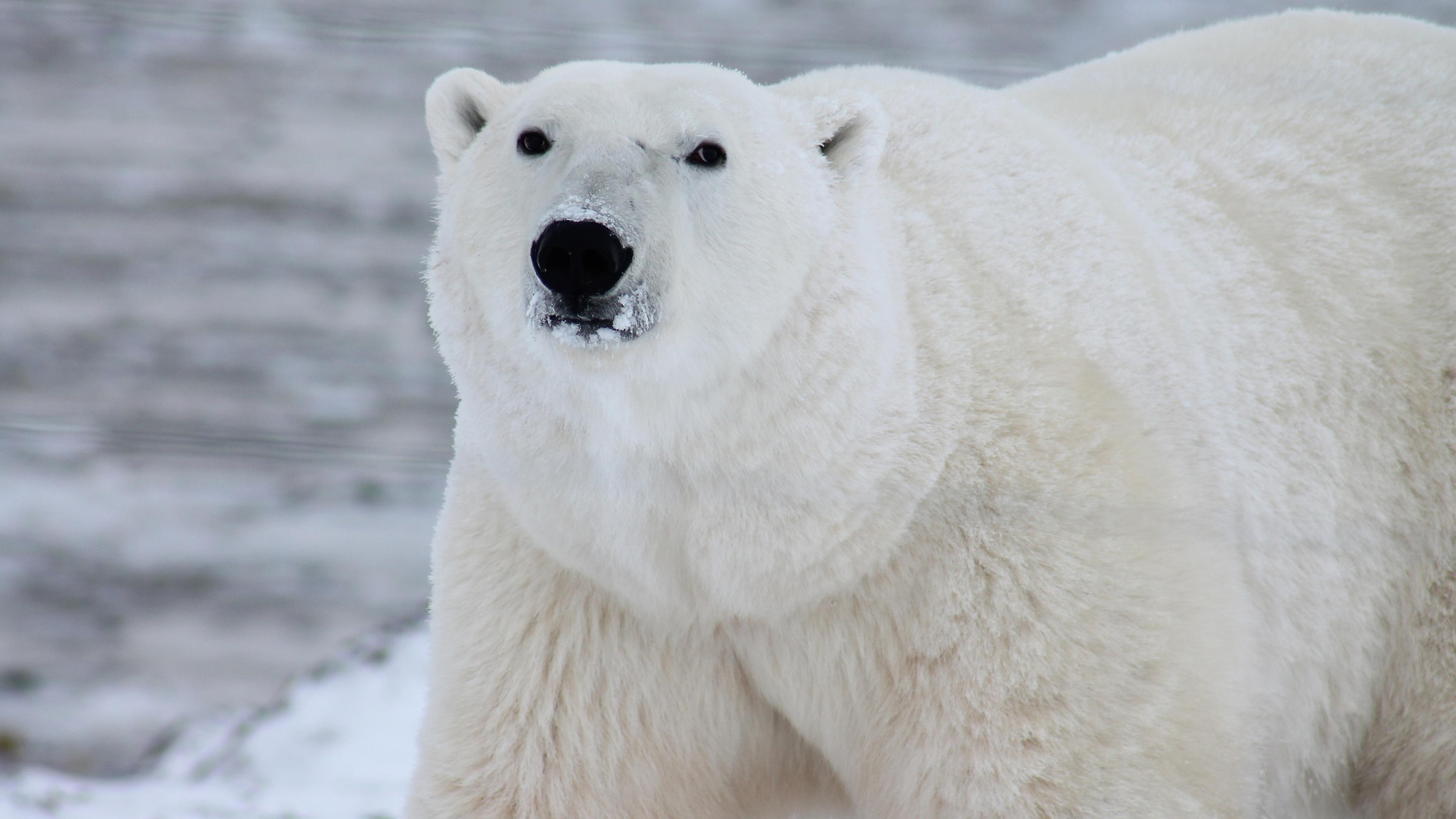 A Ursa Polar': Confira 5 curiosidades sobre os ursos polares antes