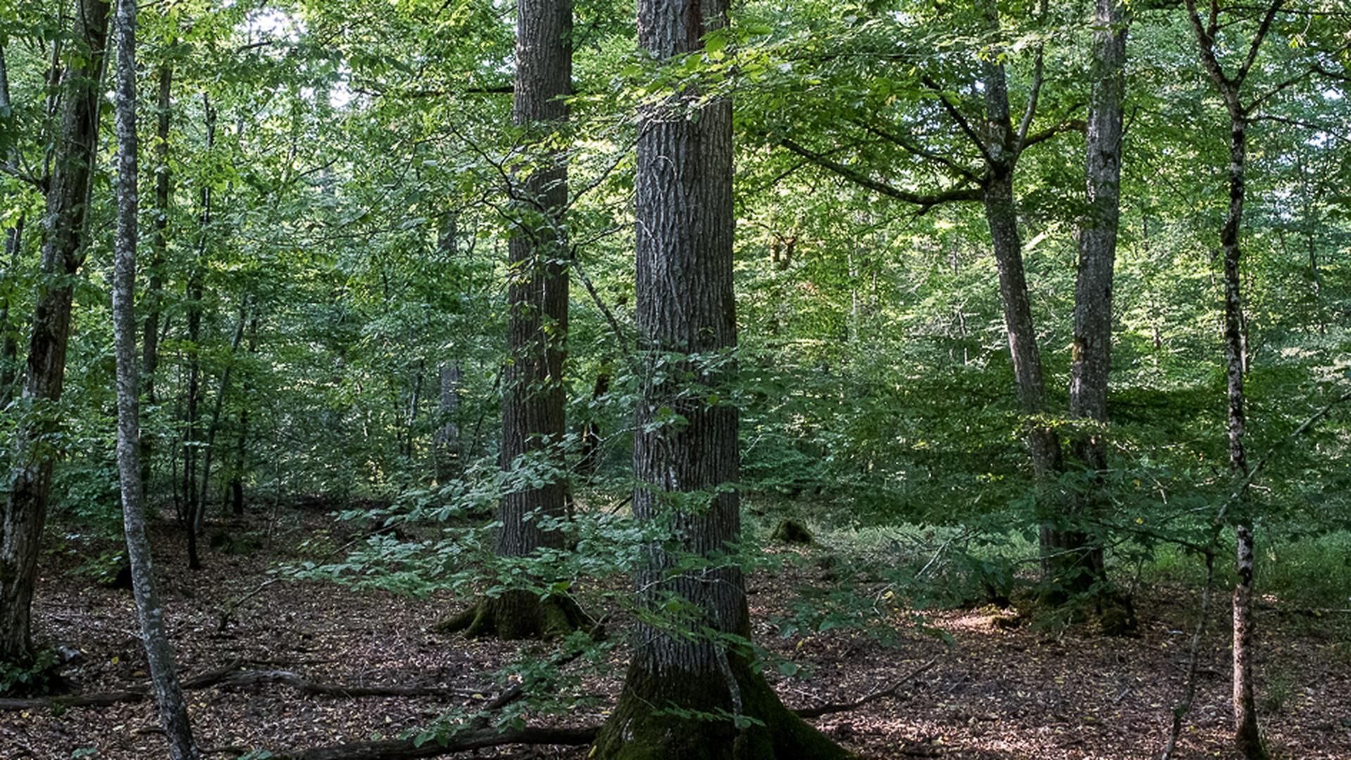 Apenas 20 por cento das árvores na Alemanha são saudáveis.