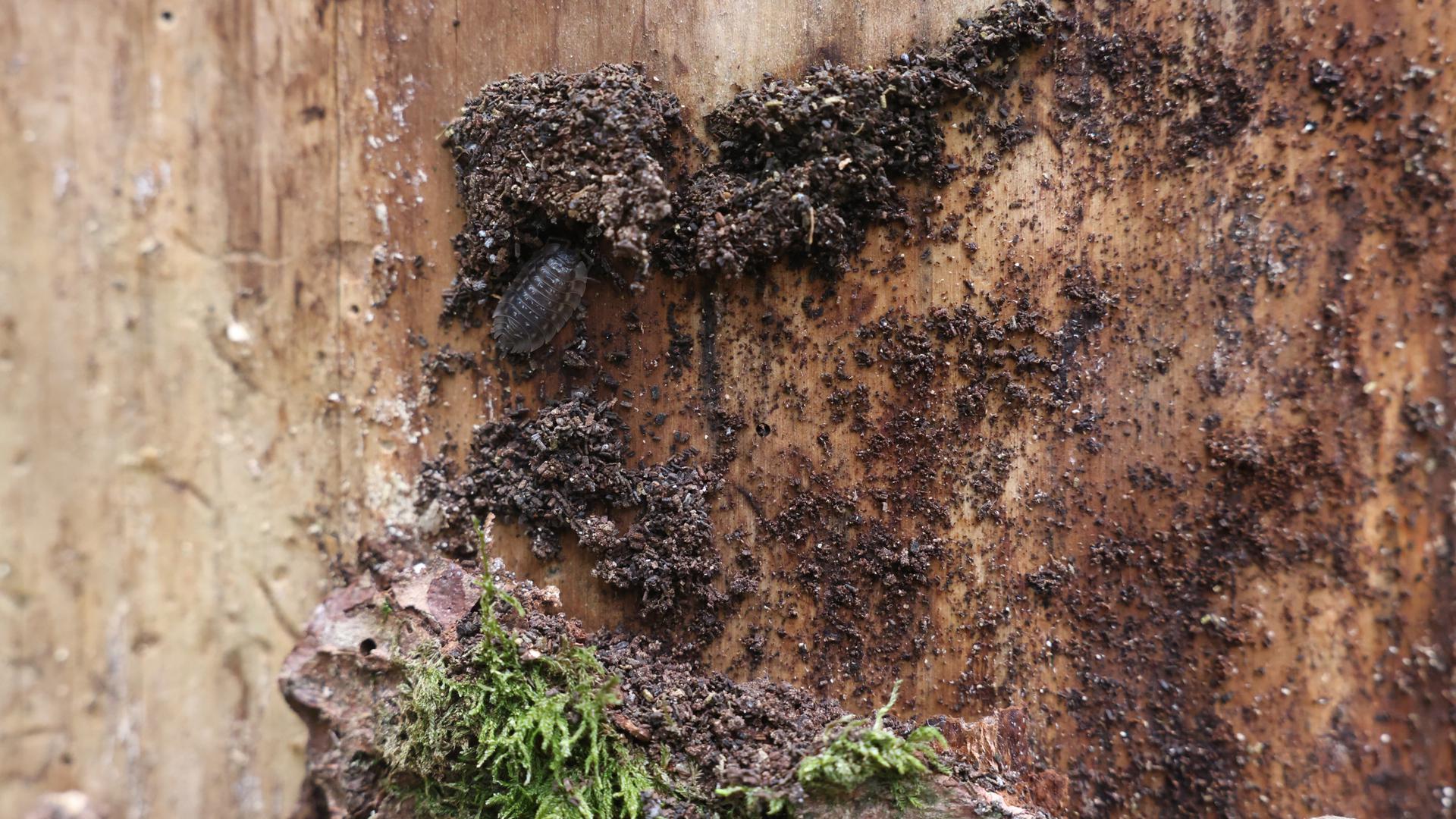 Debaixo da casca dos troncos, os escaravelhos negros alimentam-se das partes vivas das árvores.