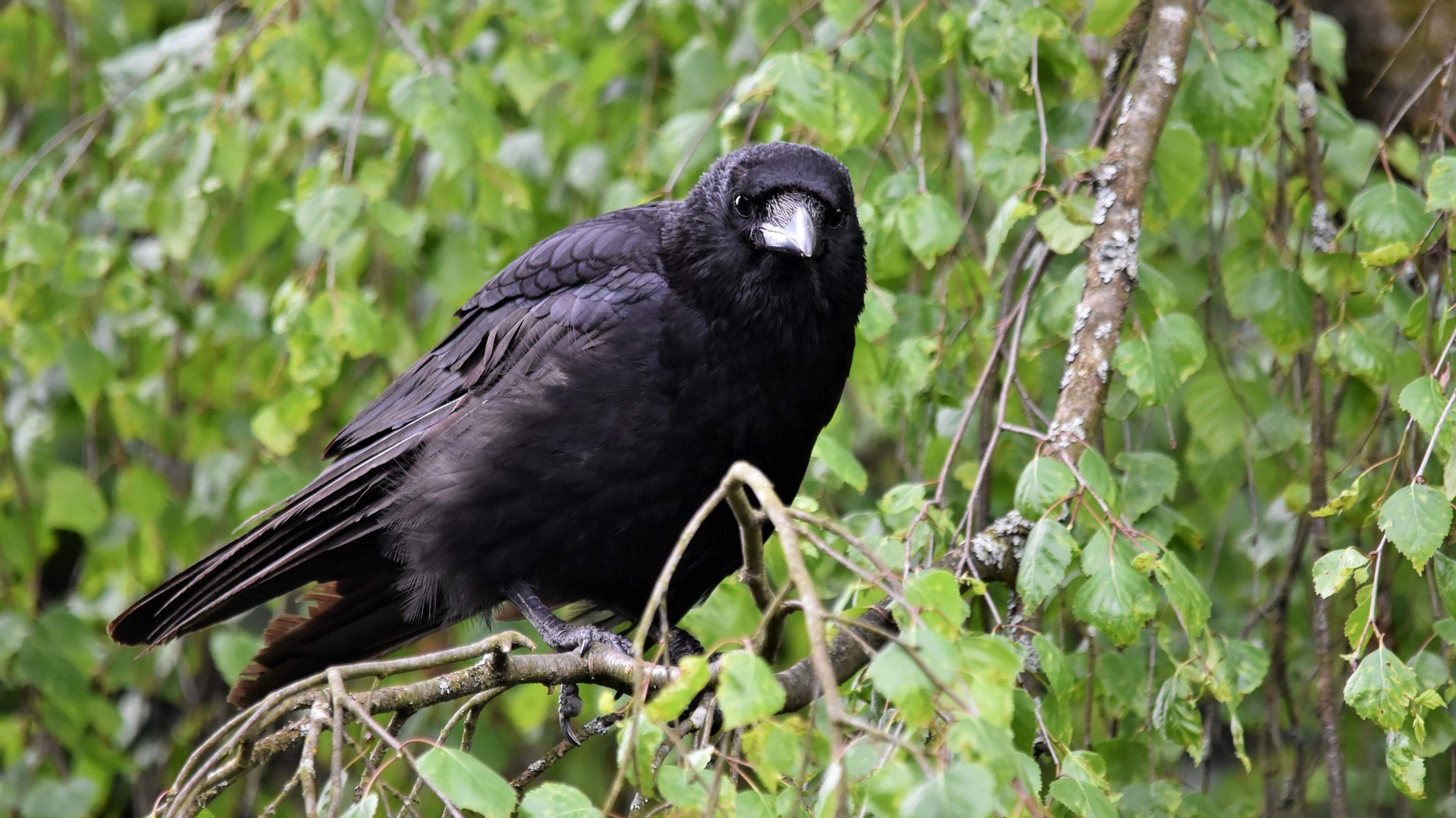 A causa da morte dos corvos por doenças foi descartada pelas análises realizadas.