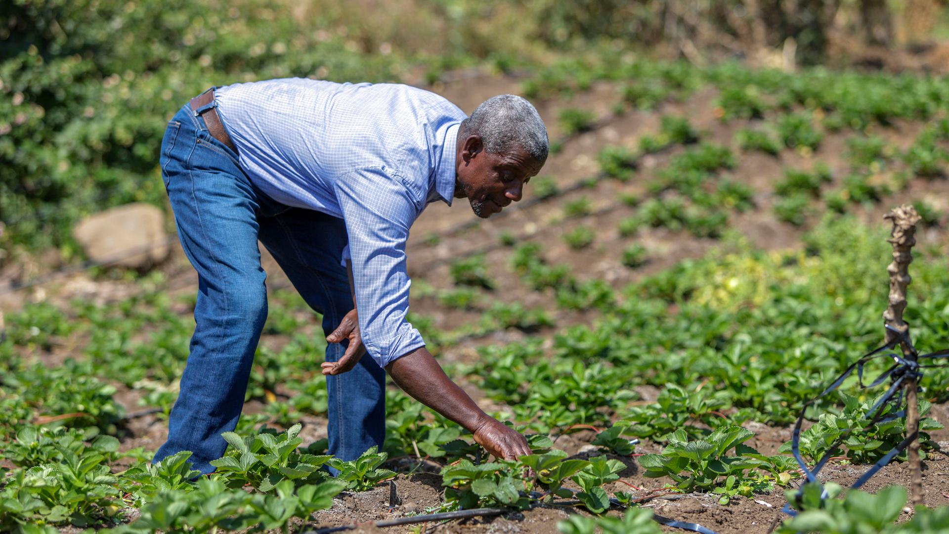 Emanuel dos Reis Tavares, agricultor cabo-verdiano, posa para a fotografia durante uma entrevista à agência Lusa sobre a aposta na inovação para melhorar e aumentar produção dos agricultores e criadores cabo-verdianos, no Centro de Capacitação e Formação Profissional dos Órgãos, na cidade da Praia, Cabo Verde, 07 de março de 2023. Numa parceria com o Ministério da Agricultura e Ambiente, a Câmara Municipal de São Lourenço dos Órgãos e a Pró-Empresa, a ideia foi procurar formas inovadoras de fazer agricultura e pecuária, num projeto financiado pela Embaixada dos Estados Unidos da América em Cabo Verde, que apostou sobretudo em criadores e agricultores das zonas altas do município, mas também da cidade de João Teves. 