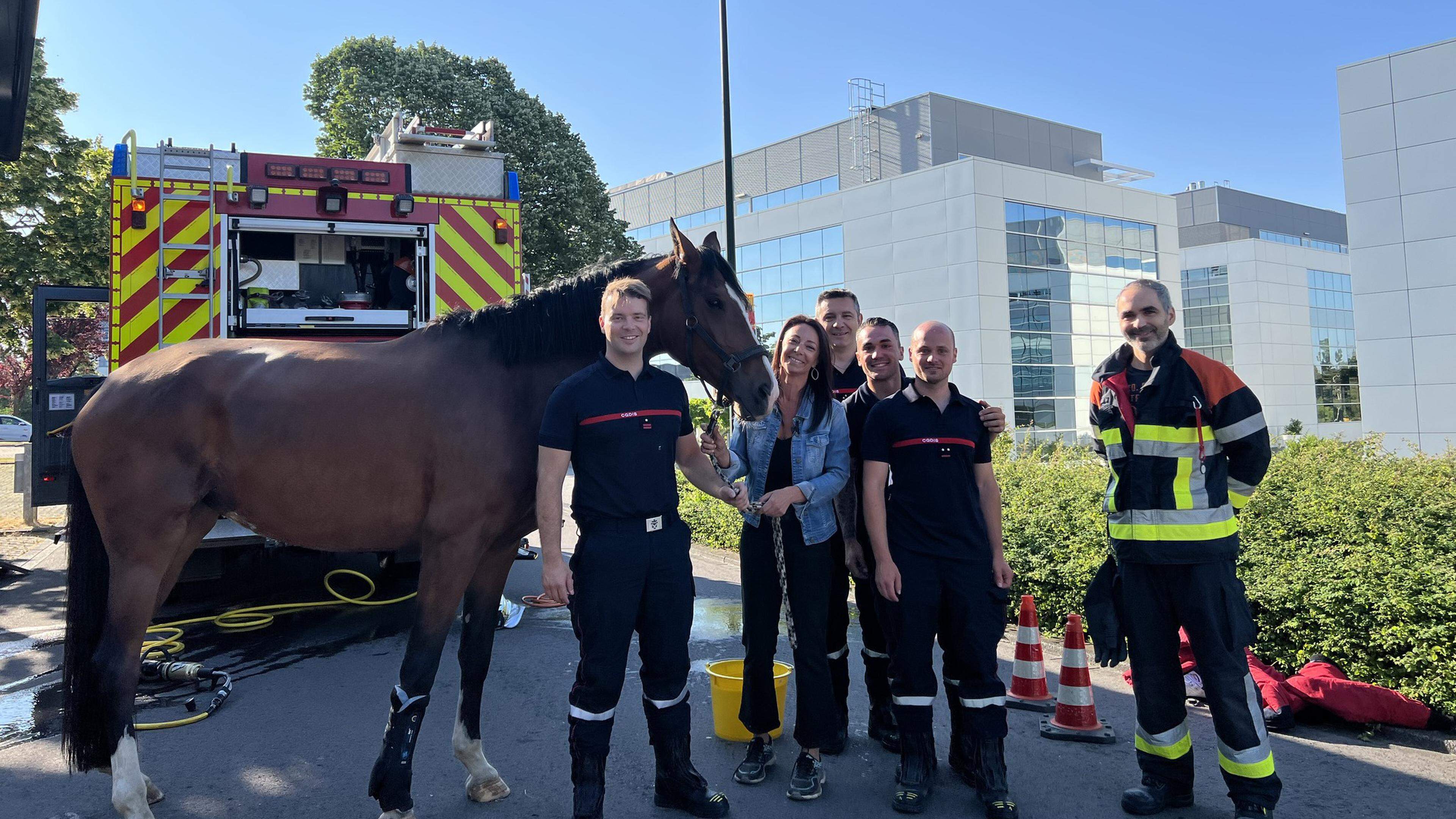 Foto de De Cavalo Pulando e mais fotos de stock de Cavalo