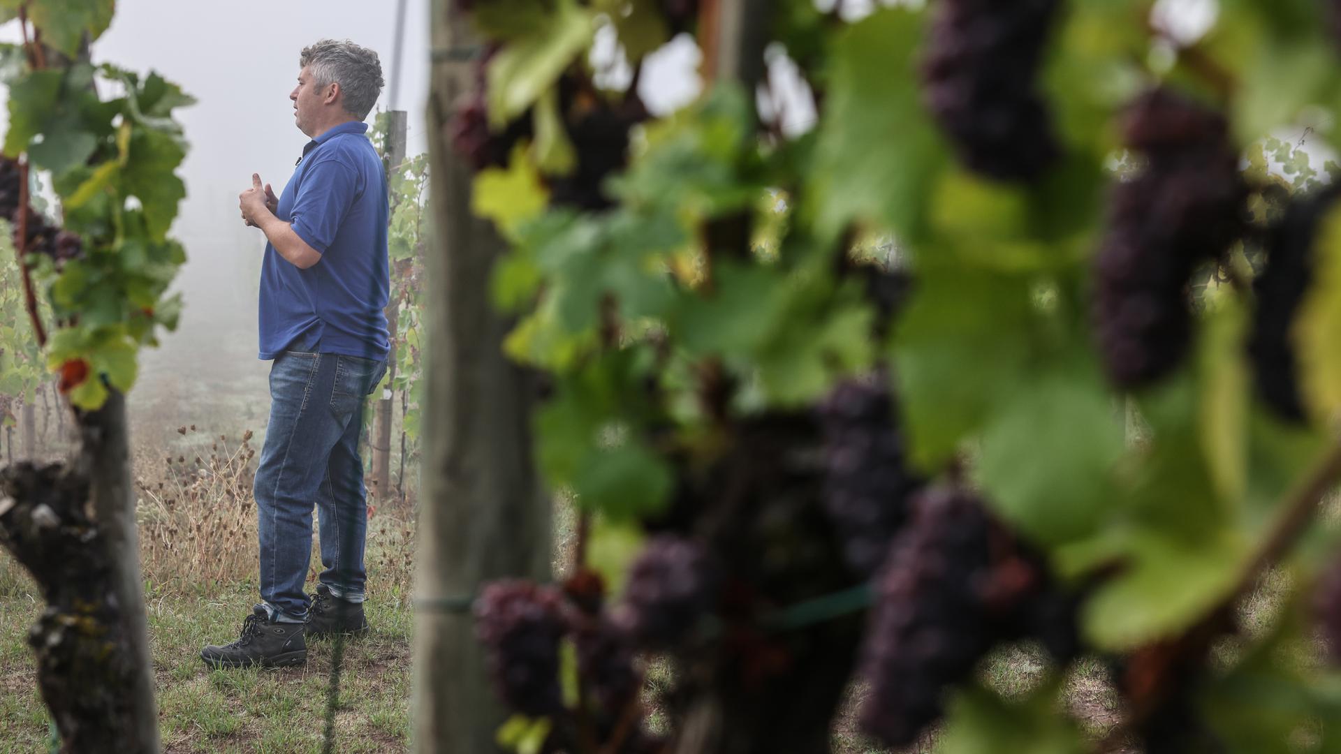 O investigador Daniel Molitor tem estado a trabalhar numa vinha experimental em Remich. Nas videiras mais jovens, as folhas caíram e as uvas não amadureceram.