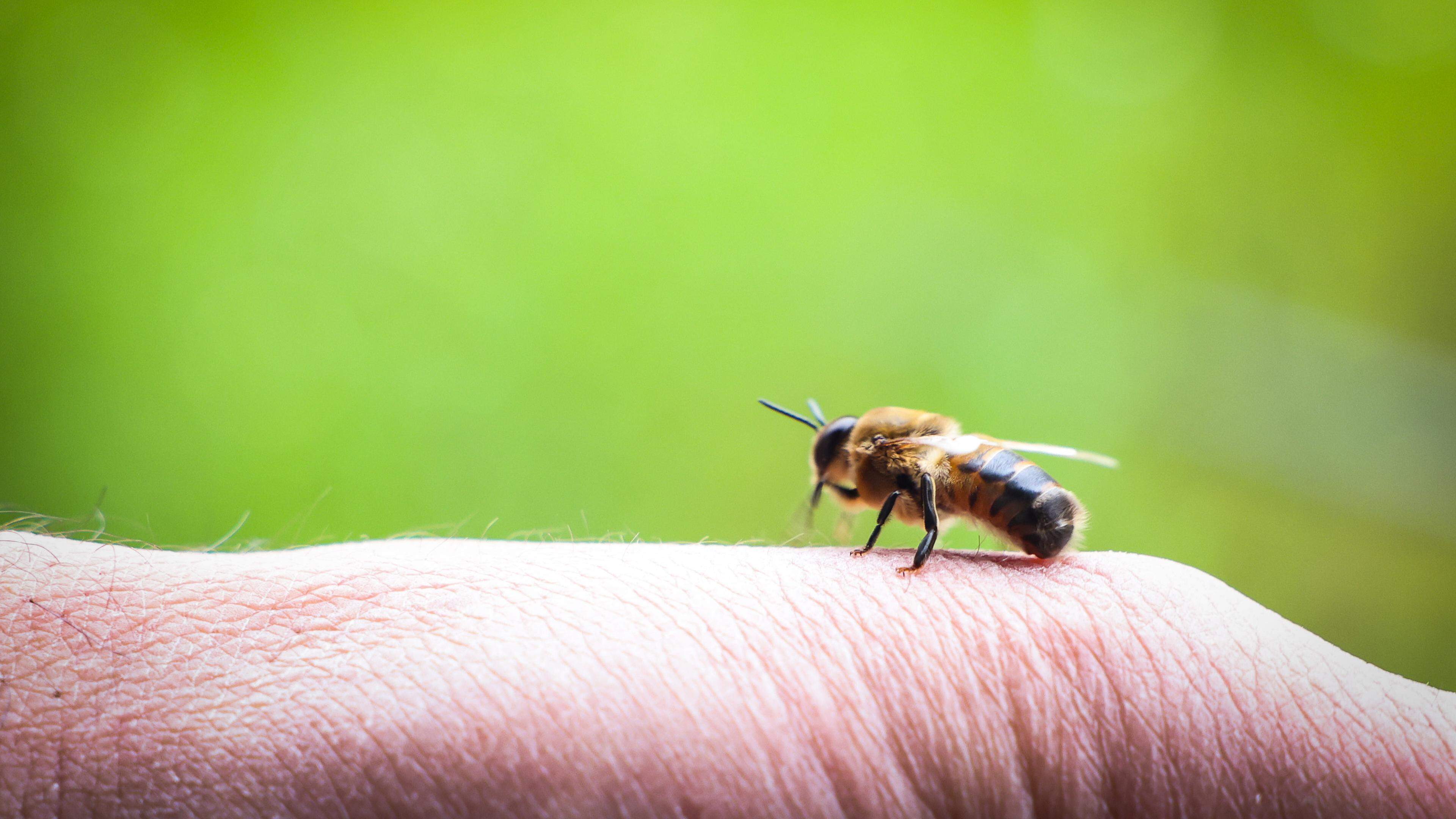 As abelhas luxemburguesas estão em risco