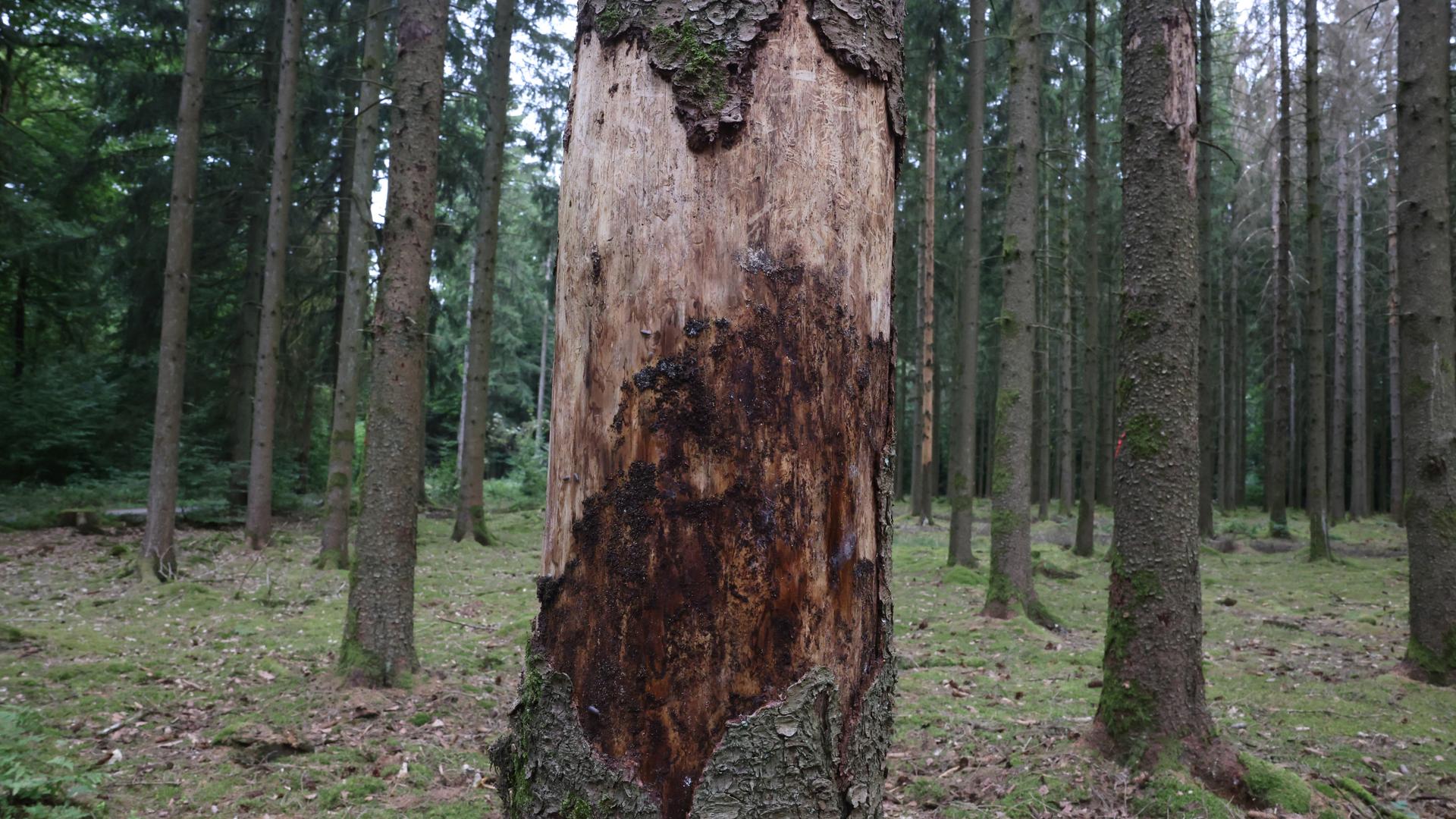 As árvores da espécie Espruce-da-Noruega estão a morrer. Os investigadores acreditam que esta floresta vai deixar de existir no Luxemburgo. 