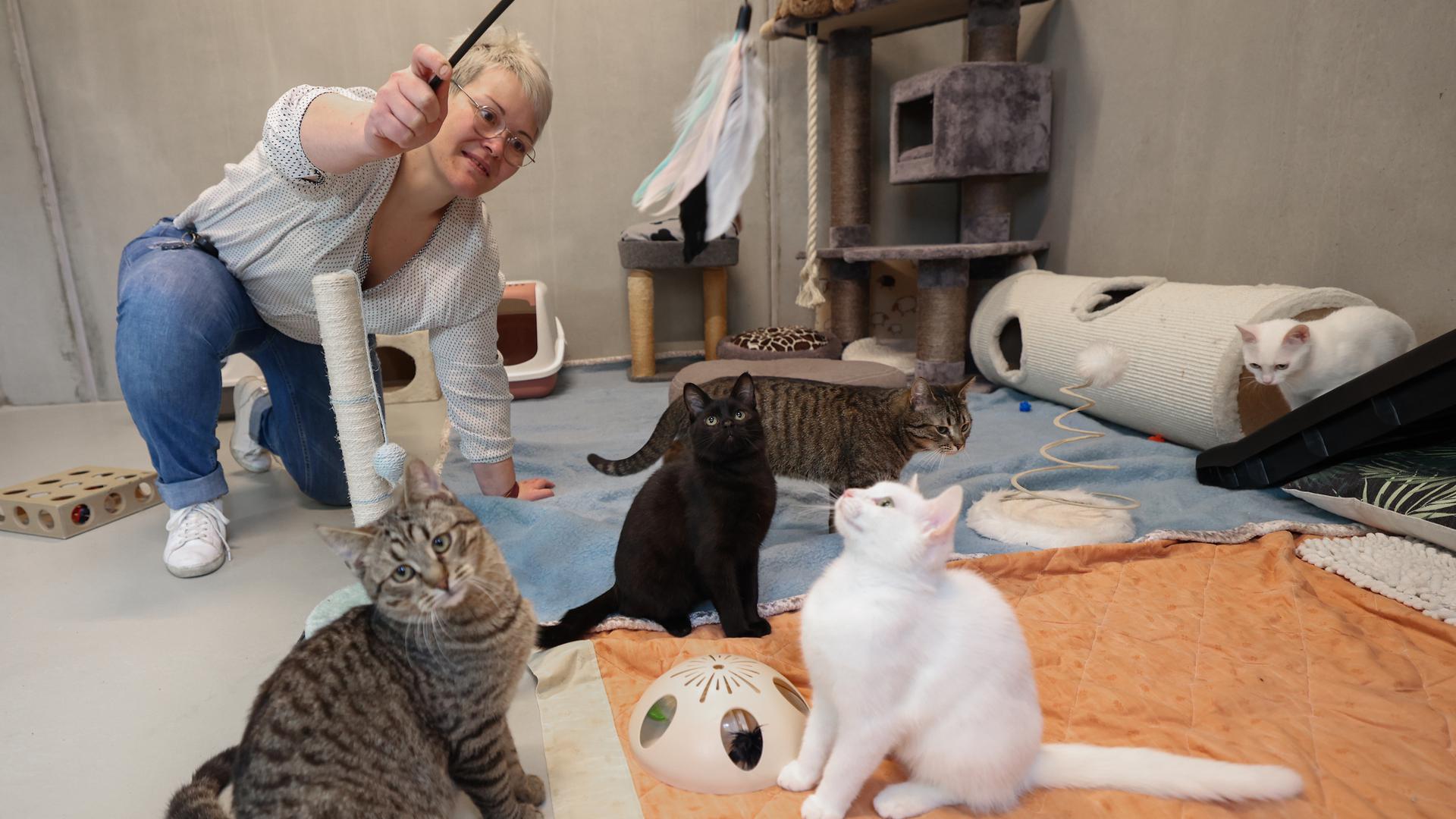 Jennifer Pauwels brincando com gatos no abrigo em Shifflange.
