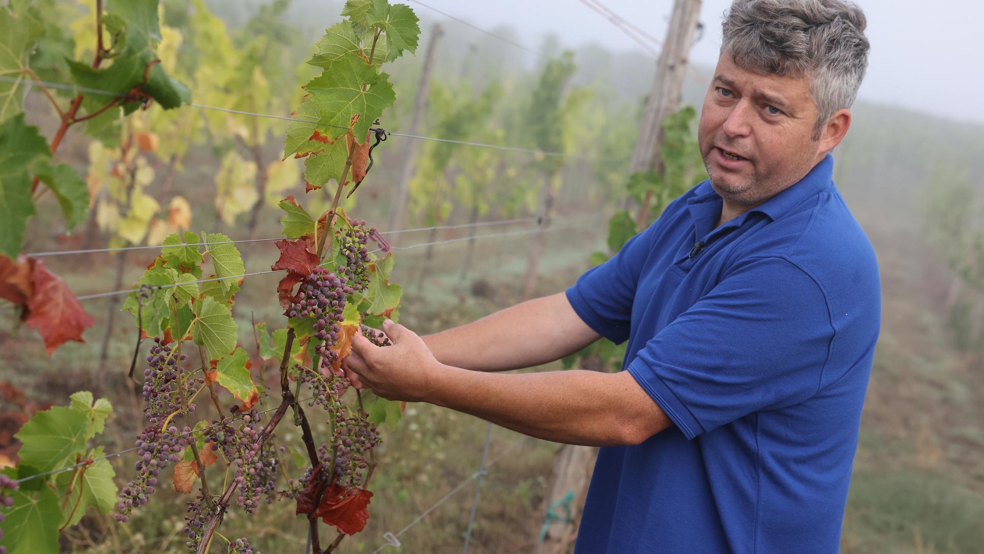 O investigador Daniel Molitor tem estado a trabalhar numa vinha experimental em Remich. Nas videiras mais jovens, as folhas caíram e as uvas não amadureceram.