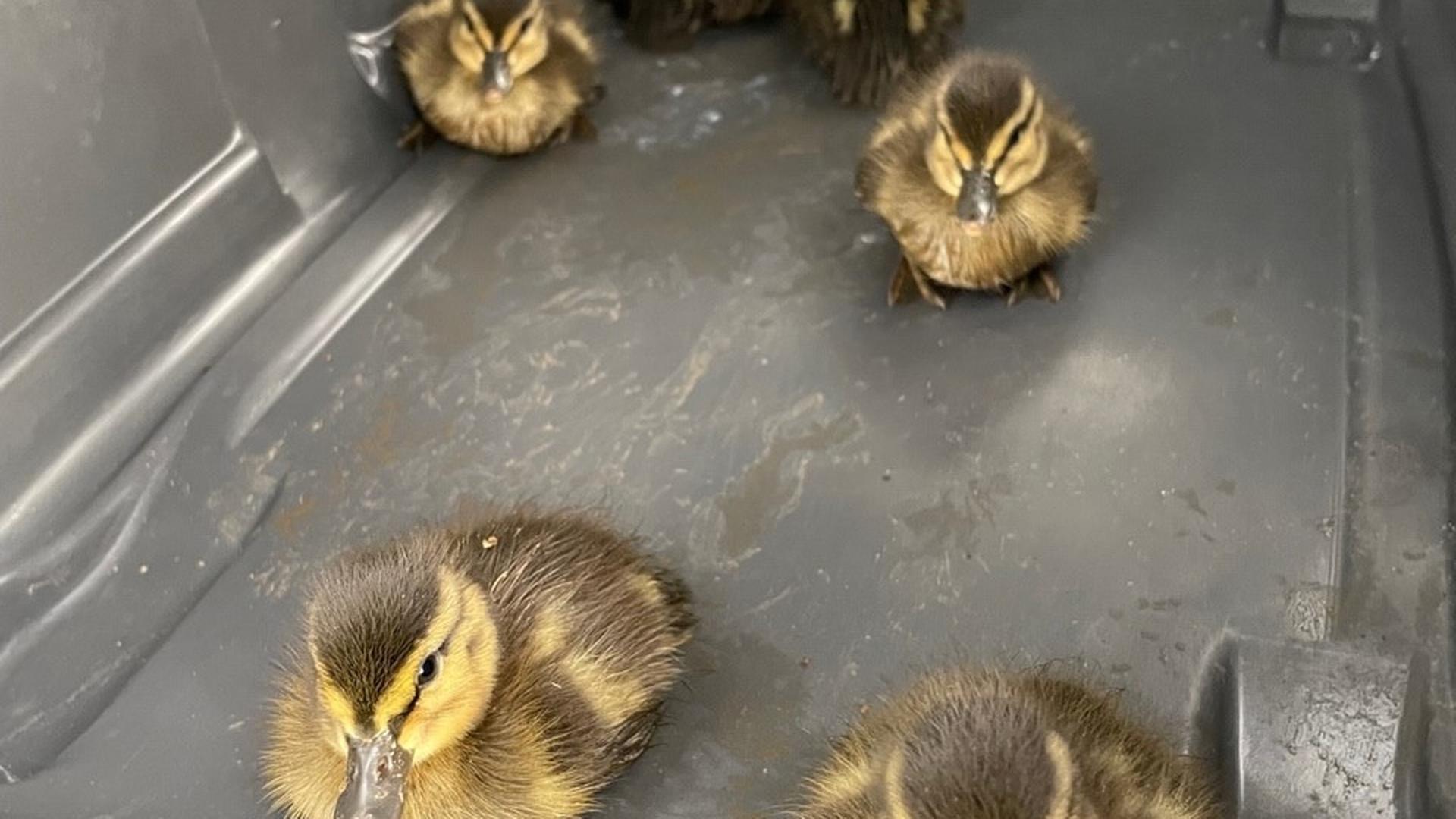 O resgate dos seis patinhos que caíram no esgoto em Fingig e foram salvos pelos bombeiros do CIS Käerjeng/Pétange.