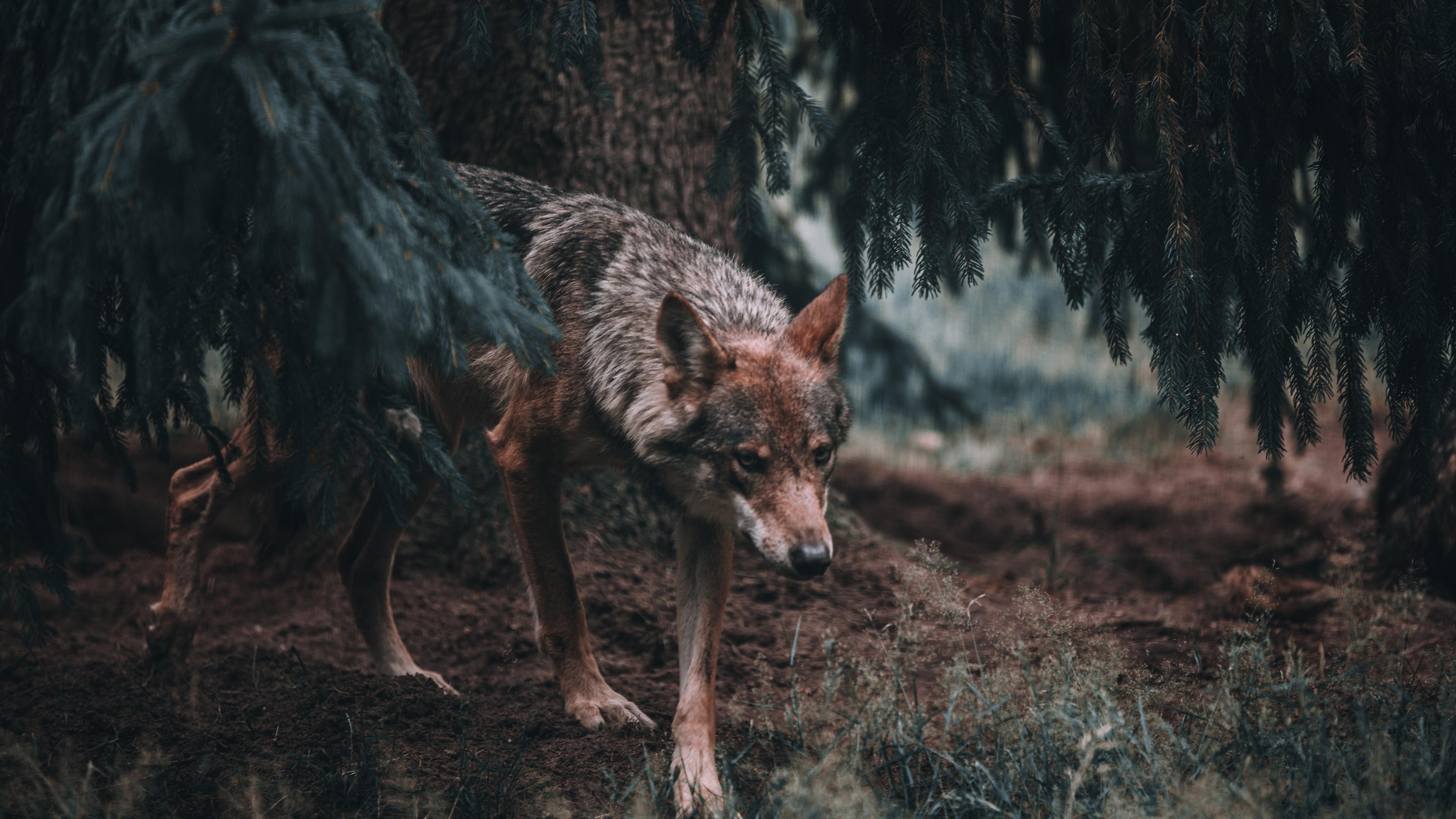 Wolf': uma série para quem não tem medo do lobo mau